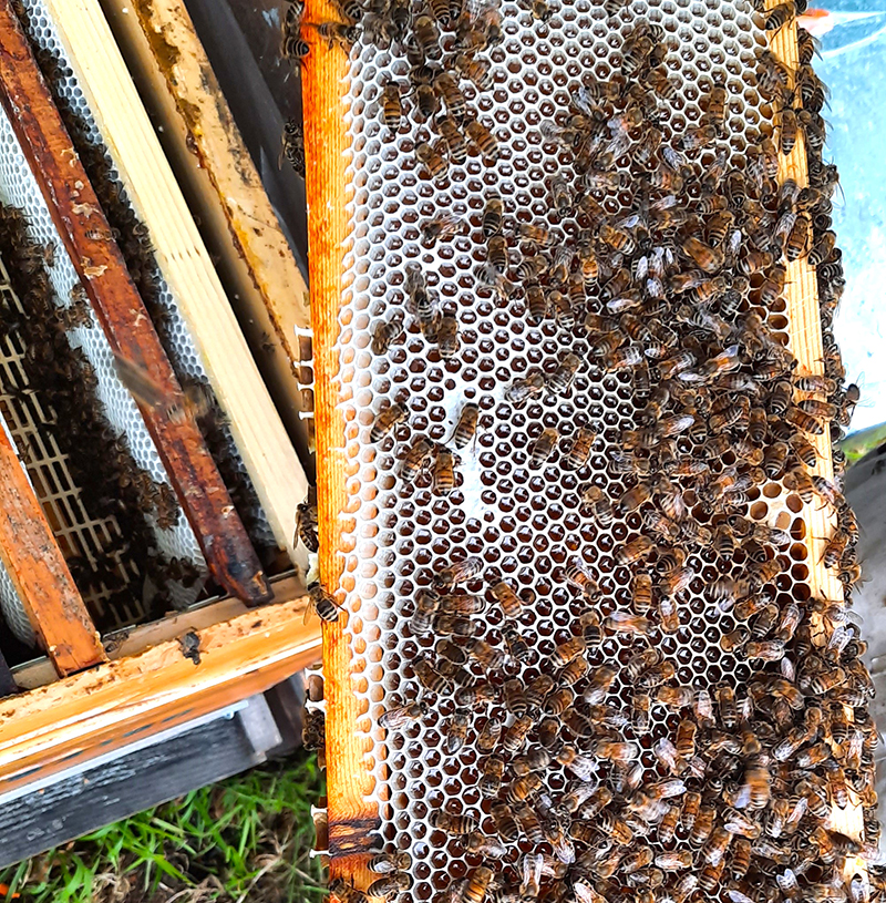 L'apiculture